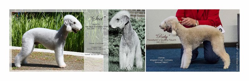 2014- Wurfankündigung Svet & Ruby.jpg